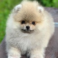 Аватар Павел Деловой