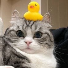 Владимир Иванович