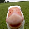 Аватар Goose