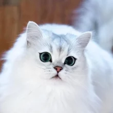 Аватар Юрий Милкин
