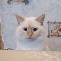 Аватар Артём Журихин
