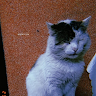 Аватар lol228