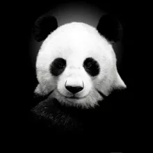 Аватар pandda