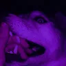 Аватар Bloodborrn
