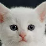 Аватар Добрый Белый Кот