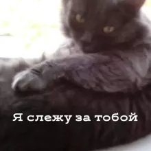 Аватар Макар Воронцов