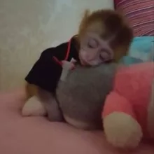 Аватар kotovj