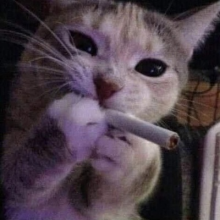 Аватар Барсик Мяу