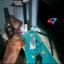 Аватар Артем Орел