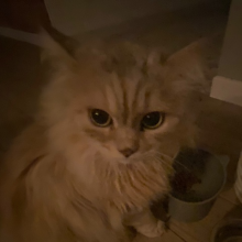 Аватар Алексей Антопов