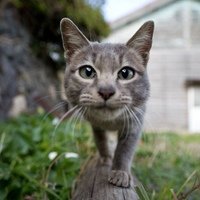 Аватар Артём Апалихин