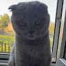 Аватар Danya Game