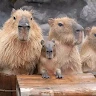 Аватар Максим Яковчук