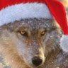 Аватар Mr. Wolf