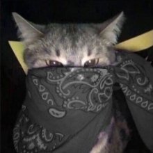 Аватар servlad