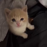 Аватар k0yuki